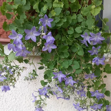 La Casa Di Tina - * Civenna